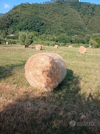 Fieno a rotoli primo taglio
