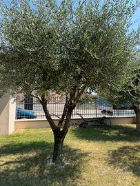 Olivo ventennale