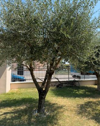 Olivo ventennale