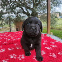 Labrador maschio nero