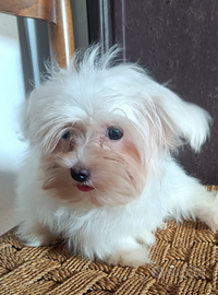 Maltese maschio