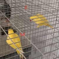 Parrocchetto dal collare lutino