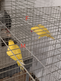 Parrocchetto dal collare lutino