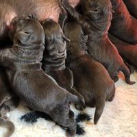Labrador neri con Pedigree