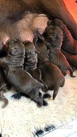 Labrador neri con Pedigree