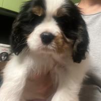 Cucciolo cavalier King maschio tricolor