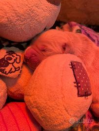 Cuccioli di Golden Retriever