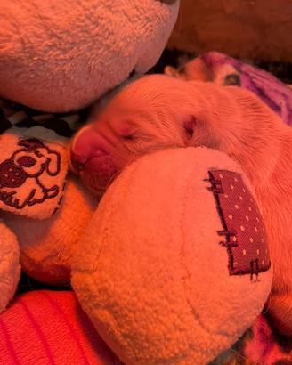 Cuccioli di Golden Retriever