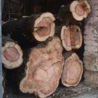 Legno noce e sequoia europea