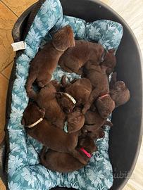 Cuccioli Labrador retriver cioccolato