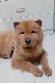 splendida  chow chow abituata in appartamento 