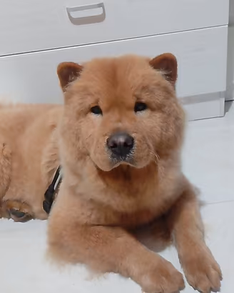 splendida  chow chow abituata in appartamento 