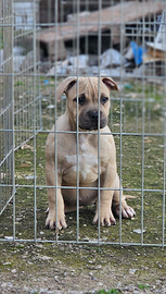 Pitbull UKC