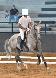 Cavalla sella italiana 5 anni