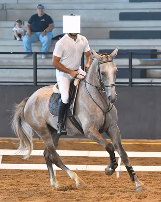 Cavalla sella italiana 5 anni