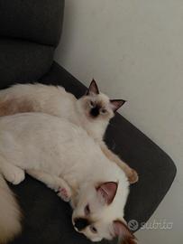 Ragdoll 6 mesi