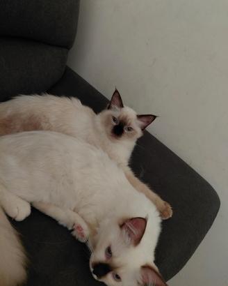 Ragdoll 6 mesi