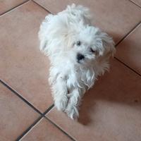 Maltipoo/barboncino/maltese