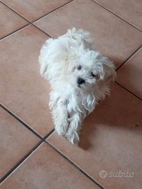 Maltipoo/barboncino/maltese