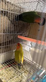 Inseparabili