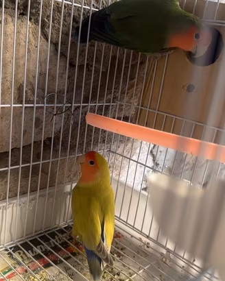 Inseparabili
