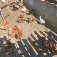 Galline