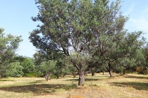 TER. AGRICOLO A CROPANI