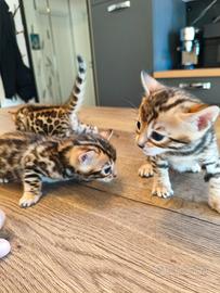 Cuccioli gattini bengala
