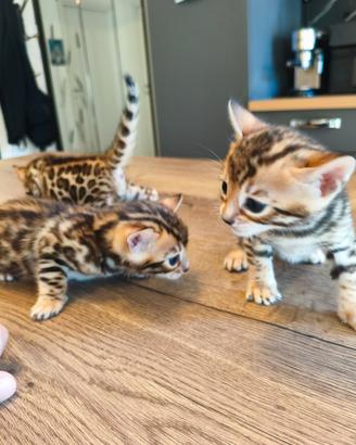 Cuccioli gattini bengala