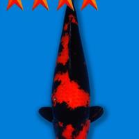 Carpa Koi Hi Utsuri - Maschio 50cm ExpoKoi