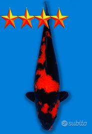 Carpa Koi Hi Utsuri - Maschio 50cm ExpoKoi