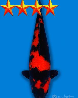 Carpa Koi Hi Utsuri - Maschio 50cm ExpoKoi