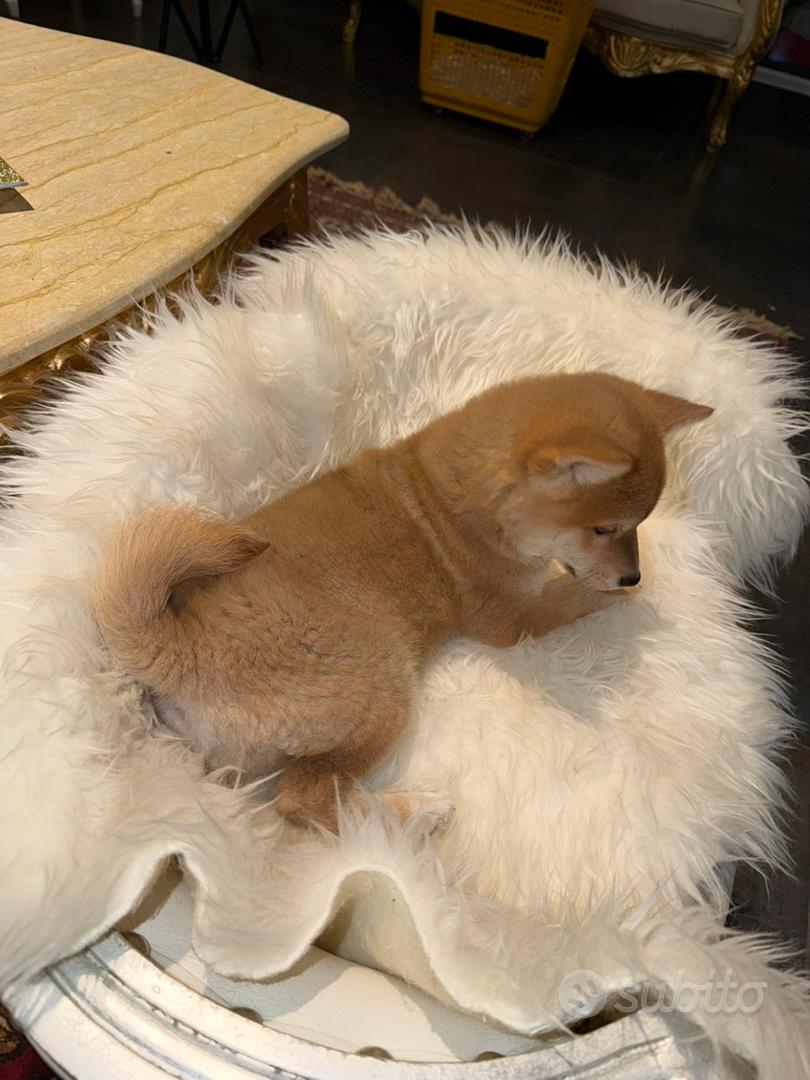 Shiba inu
