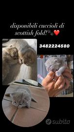 Gatti di Scottish Fold