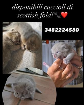 Gatti di Scottish Fold