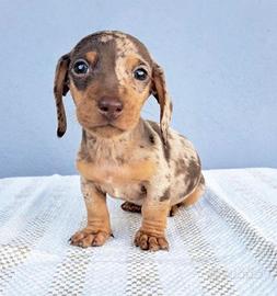 Bassotti cuccioli