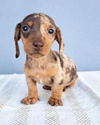 Bassotti cuccioli