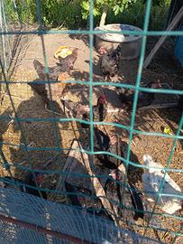 Galline