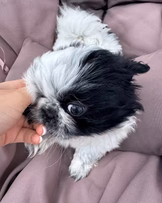 Cuccioli pechinese