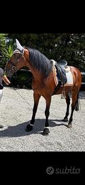 Cavallo