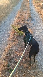 Cagnolina Breton/Pointer di 1 anno e 6 mesi