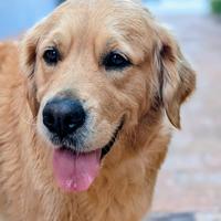 Femmina di golden disponibile per accoppiamento