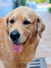 Femmina di golden disponibile per accoppiamento