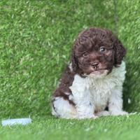 Lagotto romagnolo