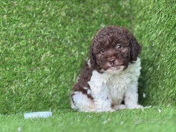 Lagotto romagnolo