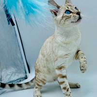 Gatto del bengala