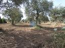 olivetto-in-localita-ungias