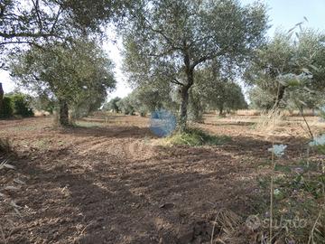 Olivetto in località Ungias