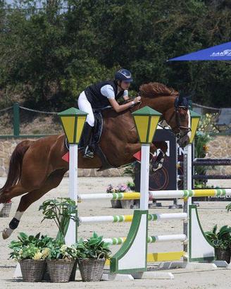 Cavallo Nugget KWPN 2018 | 1° posto Austria 115 cm