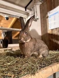 Gigante delle fiandre